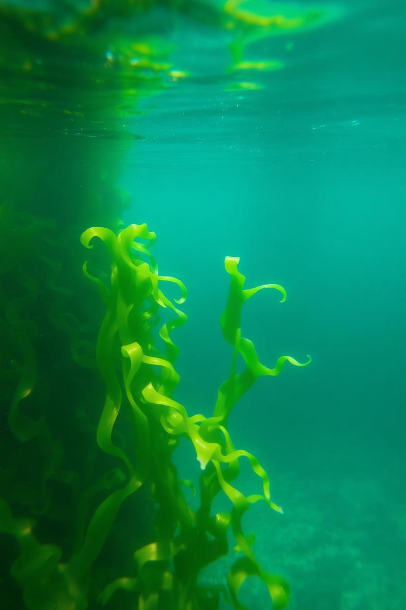 Seaweed